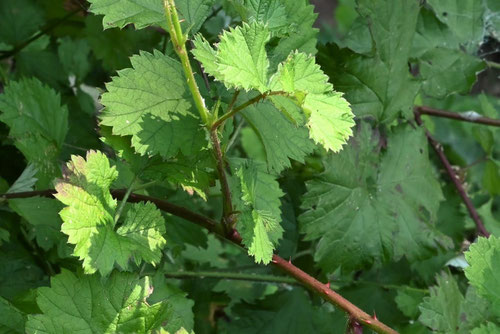 苗代いちご,植物,なわしろいちご,ナワシロイチゴ