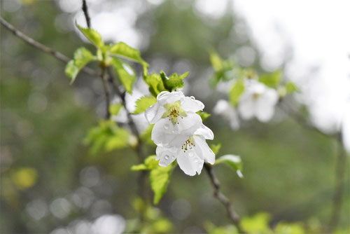 緑桜,まめざくら,緑桜