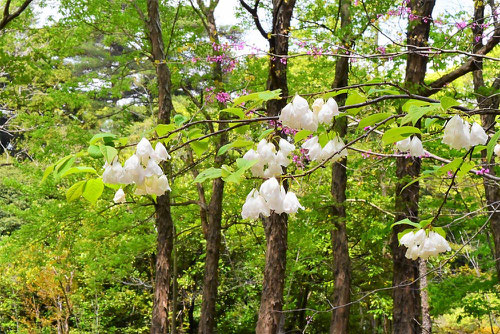 初夏に咲く花は