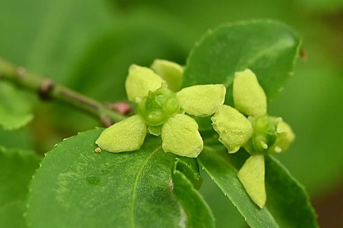 錦木の雌花,にしきぎ