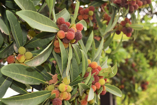 食べられる実がなる木