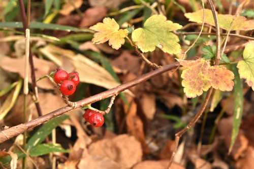 紅葉,やぶさんざし,ヤブサンザシ