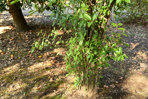 かなめもち,カナメモチの木