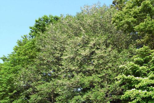 Japanese snowbell tree