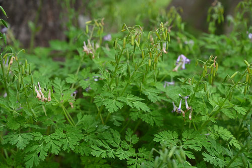 豆みたいな実がなる紫の花