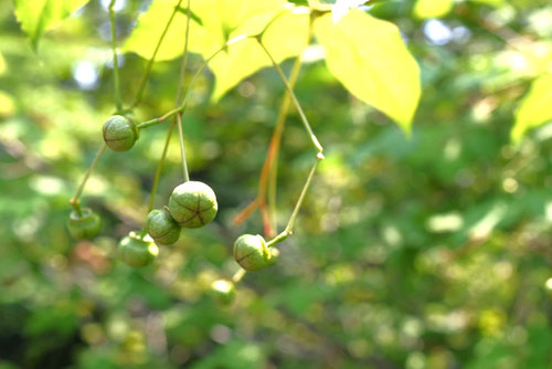 ツリバナ,つりばな,樹木,吊り花