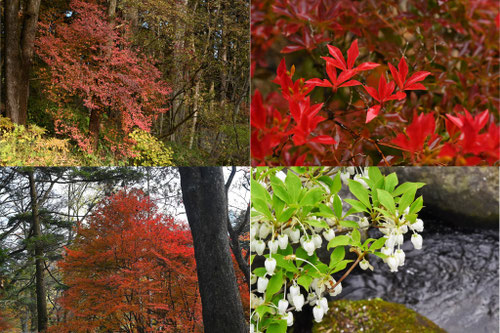 紅葉する木,どうだんつつじ