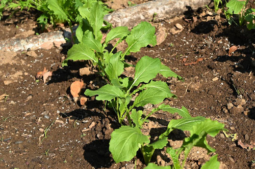 油菜の苗,あぶらな,菜の花,ナノハナ