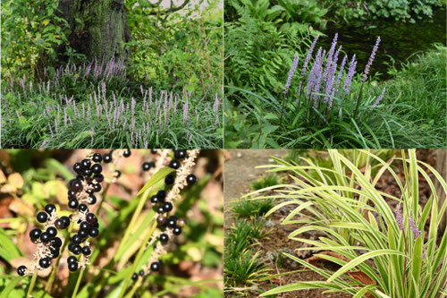 地被植物,おすすめ,種類