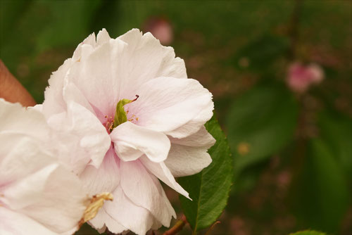 八重桜,ふげんぞう,サクラ