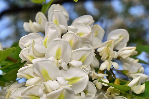 ニセアカシア,にせあかしあ,花言葉,ハリエンジュ