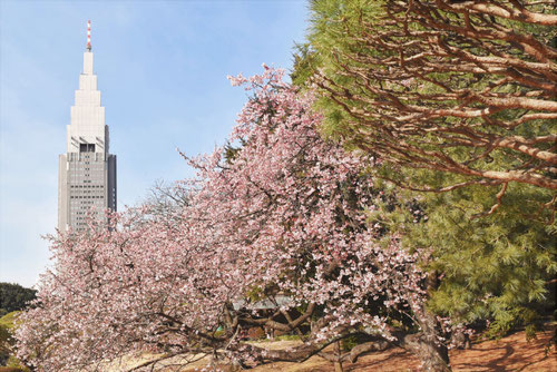 寒桜,見頃,カンザクラ