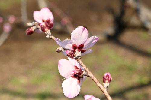 アーモンドの木の花