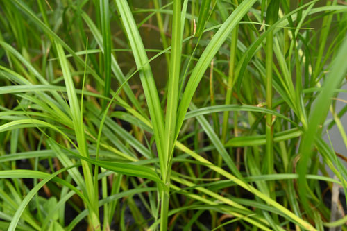 うきやがら,植物,ウキヤガラ,水生植物