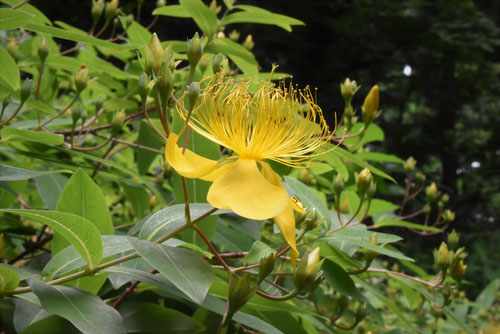 びようやなぎ,Chinese hypericum,ビヨウヤナギ