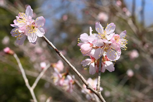 桜桃の花