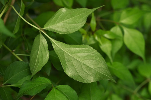 Japanese bladdernut