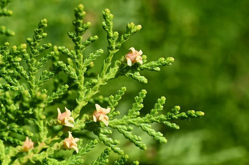 コノテガシワ,このてがしわ,雌花