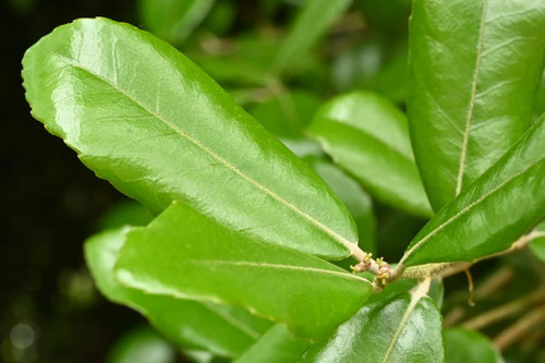 ウバメガシ,雌雄の花,うばめがし