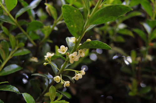 きんめつげの花,キンメツゲ