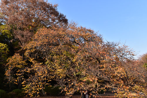 ソメイヨシノ,紅葉,そめいよしの