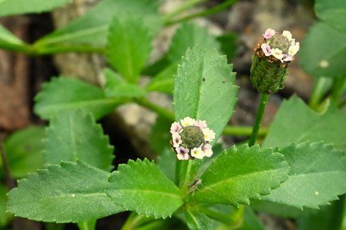イワダレソウ,植物,いわだれそう