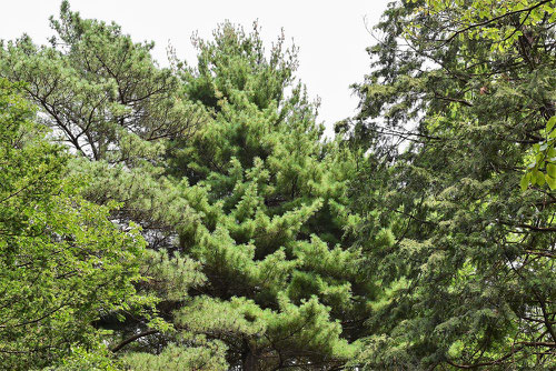 亜米利加のマツ,Eastern white pine