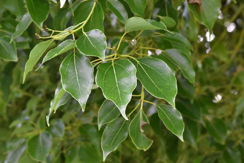 クスノキの特徴,くすのき