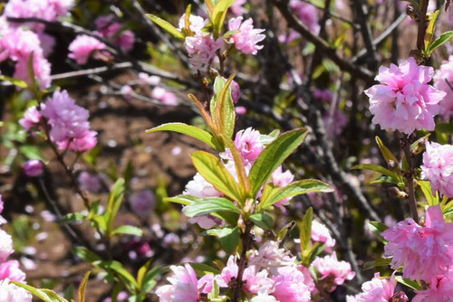 庭桜,niwazakura,ニワザクラ
