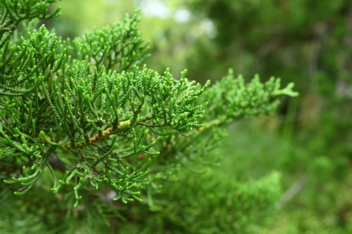 かいづかいぶき,貝塚息吹,植木