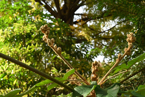 カミヤツデの木はどんな木,つぼみ,ツボミ,紙八手