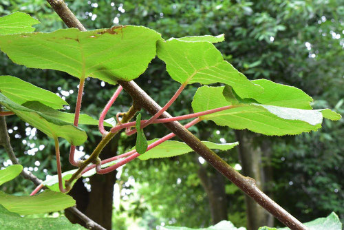 leaf of kiwi,picture