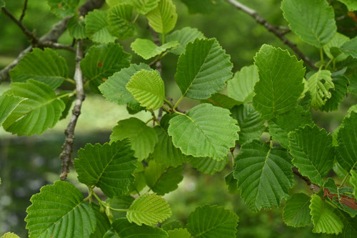 ハンノキ,けやまはんのき,樹木