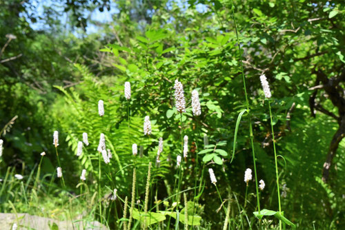 伊吹虎の尾,開花期,イブキトラノオ