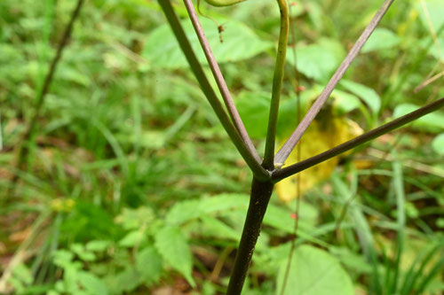 とちばにんじん,植物