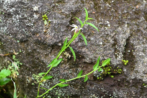 ミゾカクシ,植物