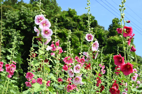アオイ,植物,あおい