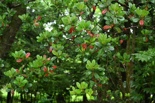 シャリンバイ,しゃりんばい,庭木,車輪梅