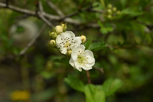 サンザシの木の花