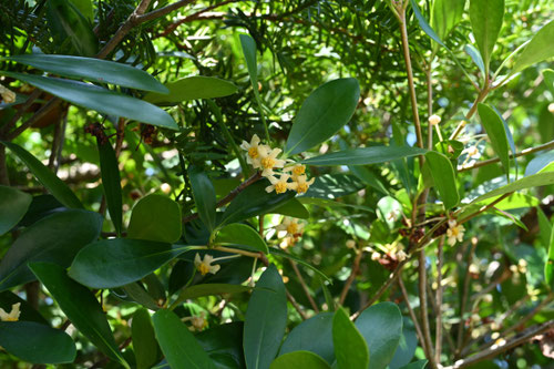 木斛の花