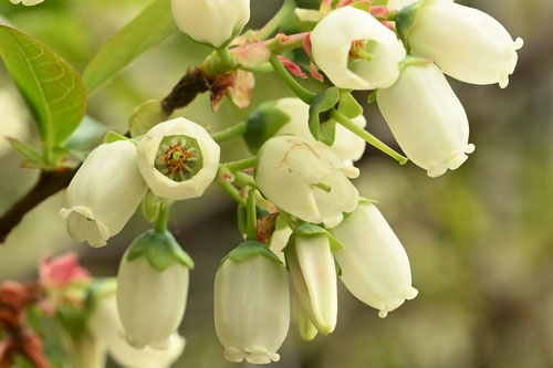 Blueberry,flowers,picture