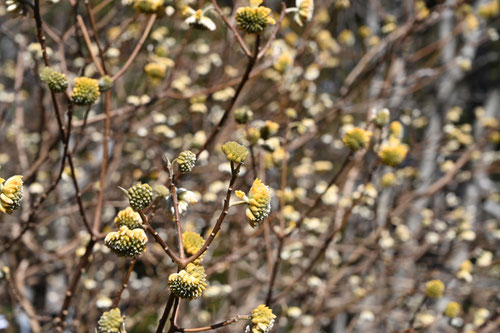 ミツマタの木の花,みつまた,開花時期,植物