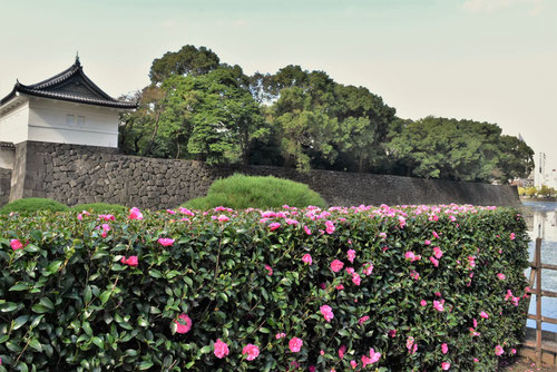 １月に咲いているピンクの花の木