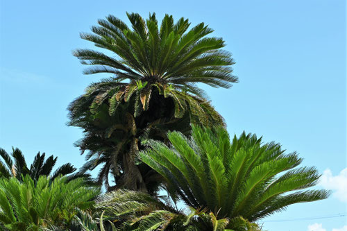 潮風に強い植物,一覧