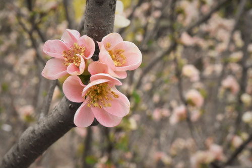 ボケの花,桃色,ぼけ,樹木,木瓜