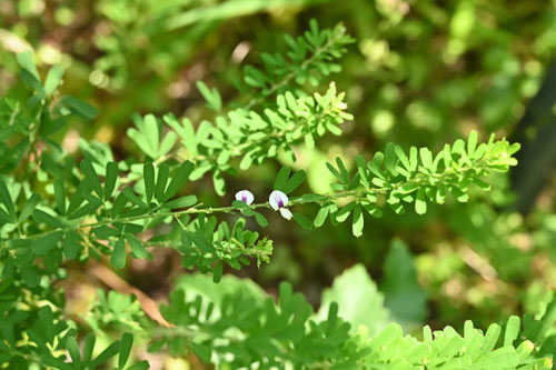 からめどはぎ,草,植物