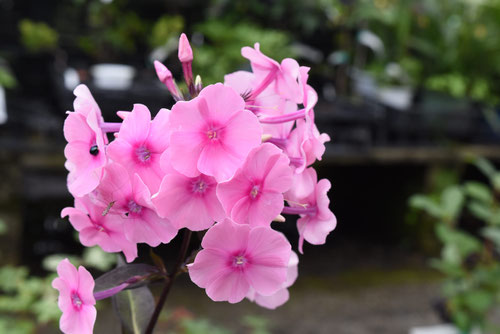 草夾竹桃の花