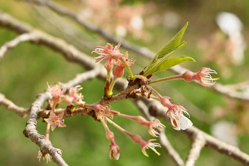 エドヒガン,江戸彼岸桜の木,えどひがんさくら,花