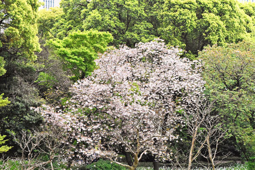 ボタン桜,種類