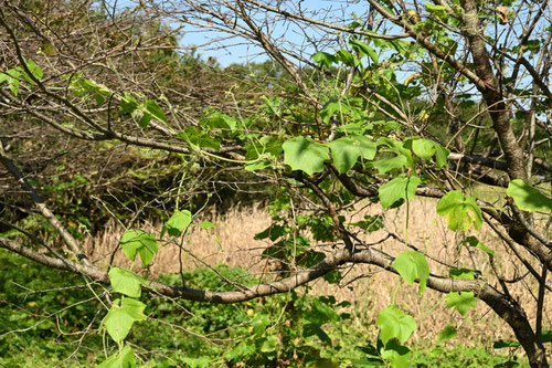 荒地瓜,あれちうり,アレチウリ